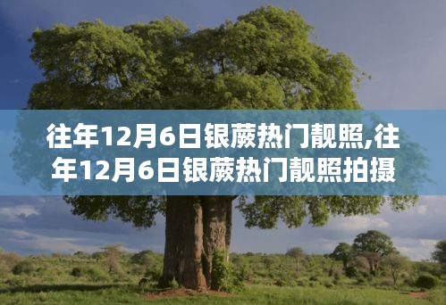 往年12月6日银蕨热门靓照,往年12月6日银蕨热门靓照拍摄指南，从入门到精通
