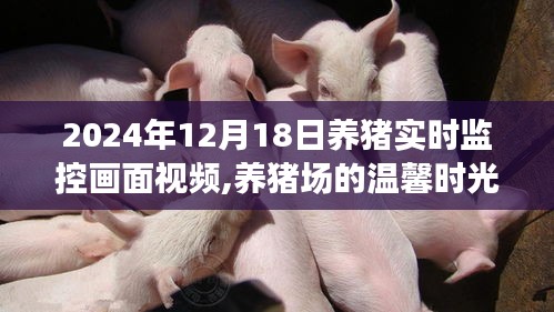 养猪场的温馨时光，透过屏幕的日常趣事与友情纽带