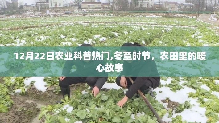 冬至时节农田暖心故事，农业科普热门揭秘