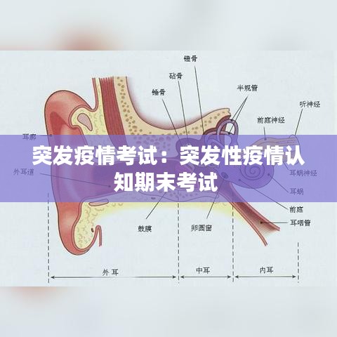突发疫情考试：突发性疫情认知期末考试 
