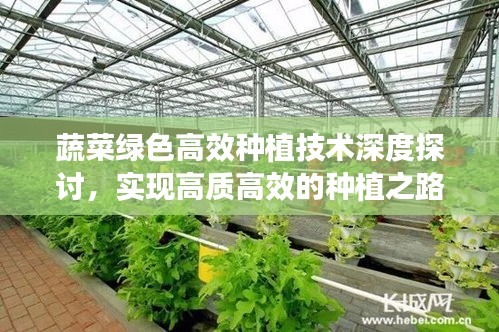蔬菜绿色高效种植技术深度探讨，实现高质高效的种植之路