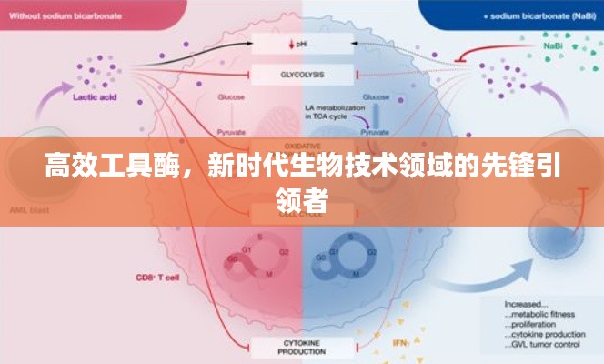 高效工具酶，新时代生物技术领域的先锋引领者