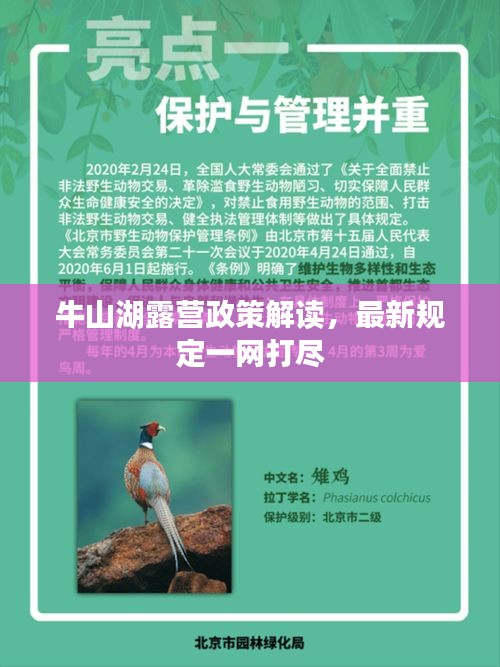 牛山湖露营政策解读，最新规定一网打尽