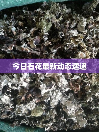 今日石花最新动态速递