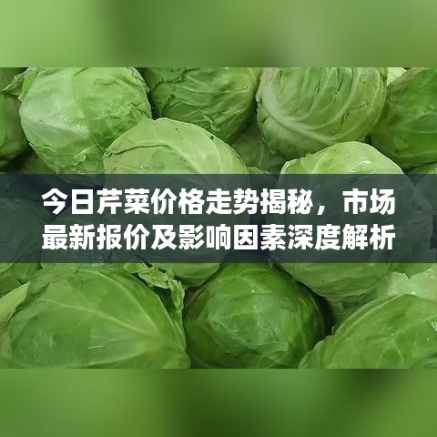 今日芹菜价格走势揭秘，市场最新报价及影响因素深度解析