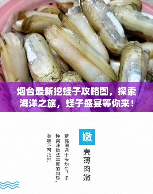 烟台最新挖蛏子攻略图，探索海洋之旅，蛏子盛宴等你来！
