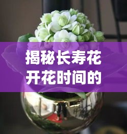 揭秘长寿花开花时间的奥秘，百度知识为您解答