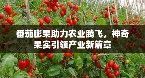 番茄膨果助力农业腾飞，神奇果实引领产业新篇章