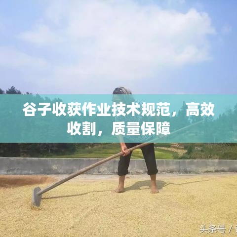 谷子收获作业技术规范，高效收割，质量保障