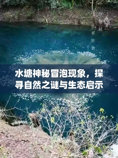 水塘神秘冒泡现象，探寻自然之谜与生态启示