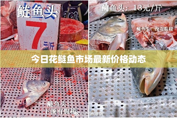 今日花鲢鱼市场最新价格动态