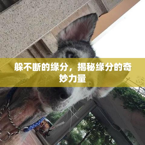 翰飞戾天
