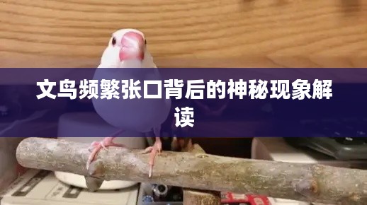 文鸟频繁张口背后的神秘现象解读
