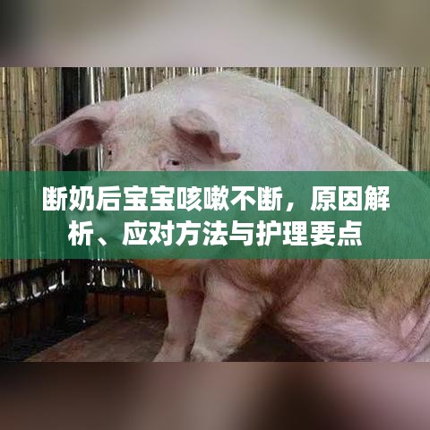 断奶后宝宝咳嗽不断，原因解析、应对方法与护理要点