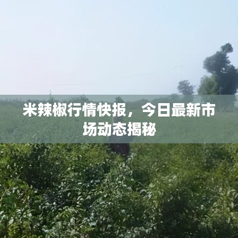 米辣椒行情快报，今日最新市场动态揭秘