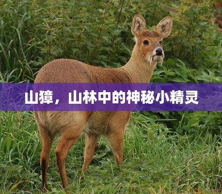 山獐，山林中的神秘小精灵