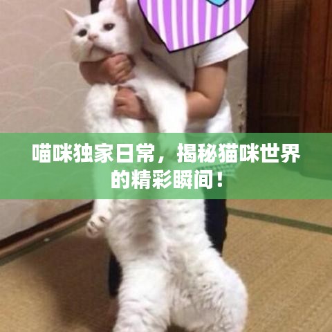喵咪独家日常，揭秘猫咪世界的精彩瞬间！